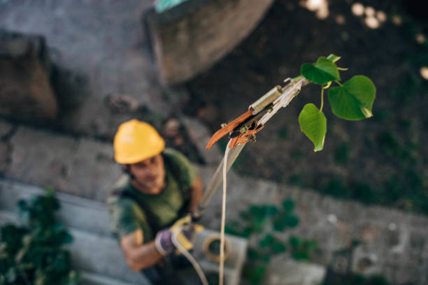 The Steps Involved in Our Tree Care Process in Carrollton, AL